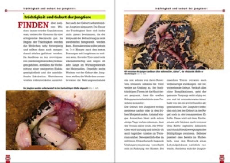 Preview: Die Ostafrikanische Sandboa
